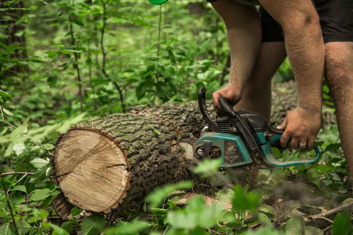 Palm Tree Trimming in Gunbarrel, CO